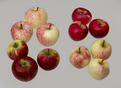 Apples from seed